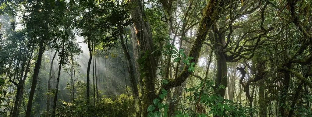 Photo d'une jungle tropicale illustrant les origines de l'arbuste Synsepalum dulcificum produisant les baies Miracle qui contiennent la Miraculine. Afrique de l'Ouest.