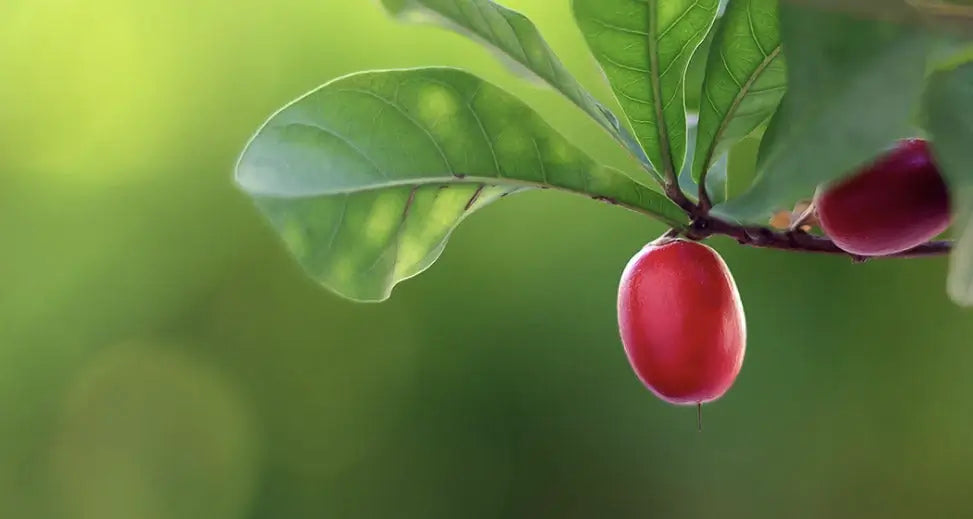 Photo d'une baie Miracle qui pousse sur l'arbuste Synsepalum dulcificum à l'état naturel. Dites stop au sucre, grâce à la Miraculine contenue dans la baie Miracle.