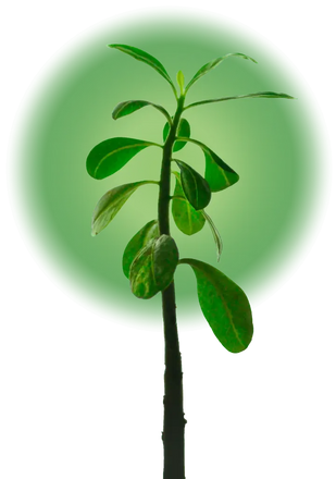 Photo d'une pousse de plante verte (rose du désert) illustrant que l'équipe Mira® est soucieuse de l'écologie et de la bonne santé de notre planète.